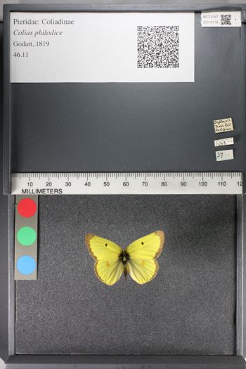 Media type: image;   Entomology 119118